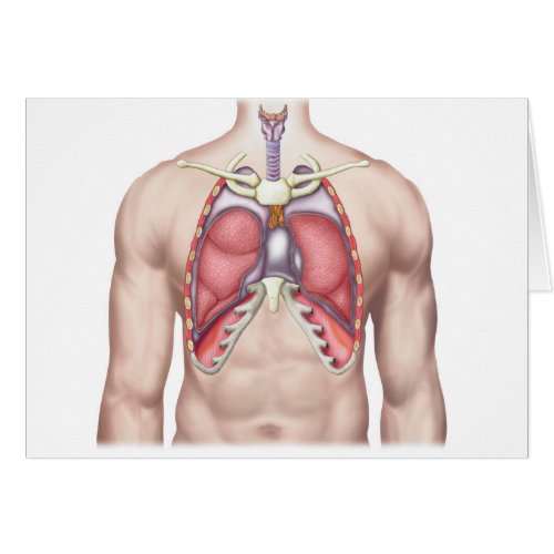 Anatomy Of Human Lungs In Situ