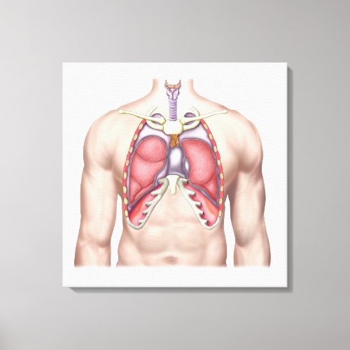 Anatomy Of Human Lungs In Situ Canvas Print