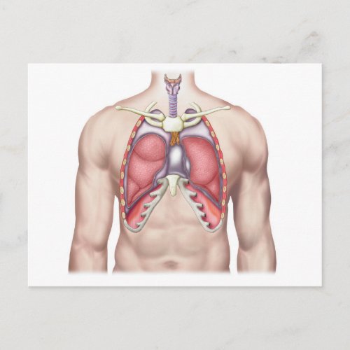 Anatomy Of Human Lungs In Situ Postcard