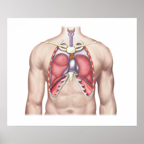 Anatomy Of Human Lungs In Situ Poster