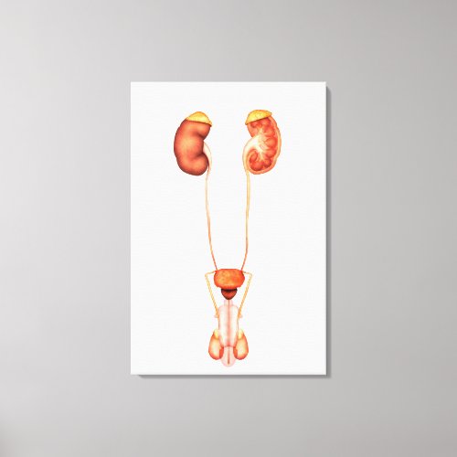 Anatomy Of Human Male Urinary System Front View Canvas Print