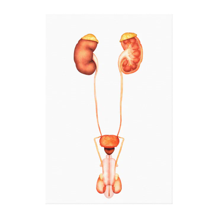 male urinary system diagram