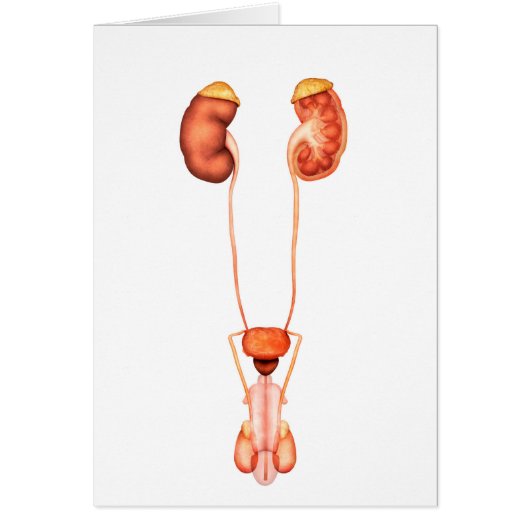 Anatomy Of Human Male Urinary System, Front View Cards (Front)