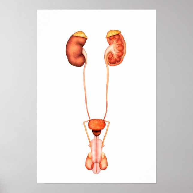 Anatomy Of Human Male Urinary System, Front View Poster (Front)