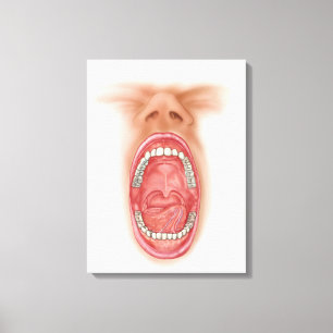 Anatomy Of Human Mouth Cavity Canvas Print