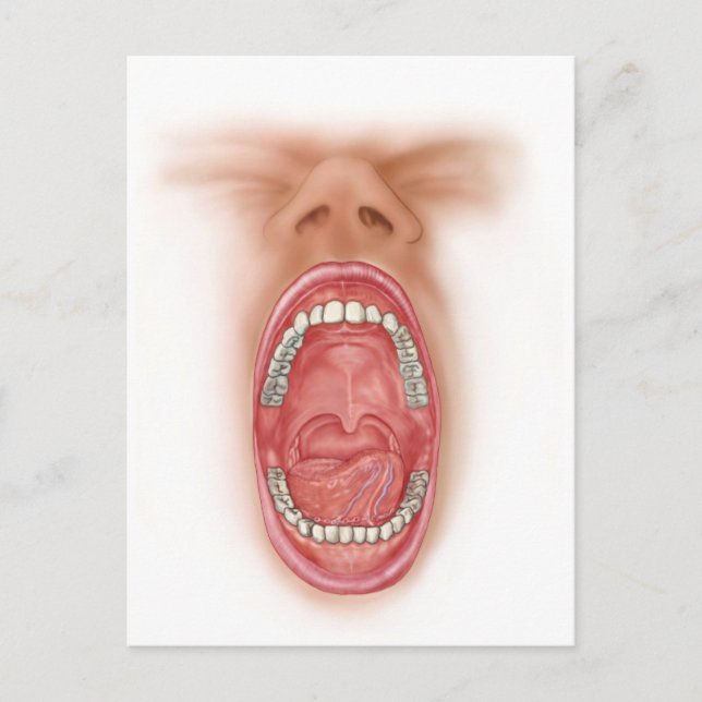 Anatomy Of Human Mouth Cavity Postcard (Front)