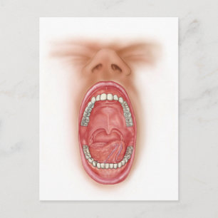 Anatomy Of Human Mouth Cavity Postcard