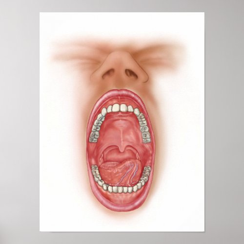 Anatomy Of Human Mouth Cavity Poster