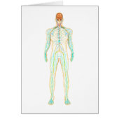 Anatomy Of Human Nervous And Lymphatic System (Front)