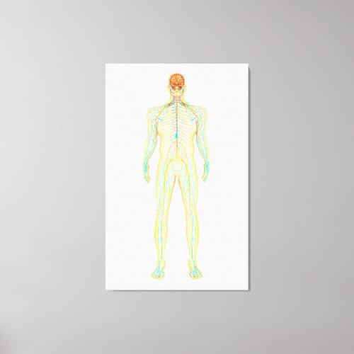 Anatomy Of Human Nervous And Lymphatic System Canvas Print