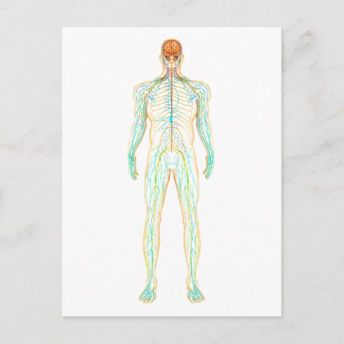 Anatomy Of Human Nervous And Lymphatic System Postcard