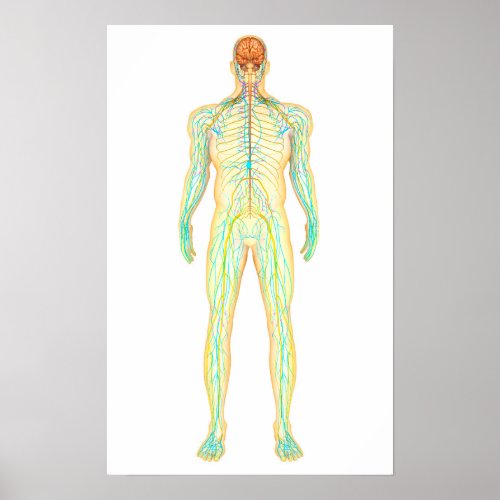 Anatomy Of Human Nervous And Lymphatic System Poster