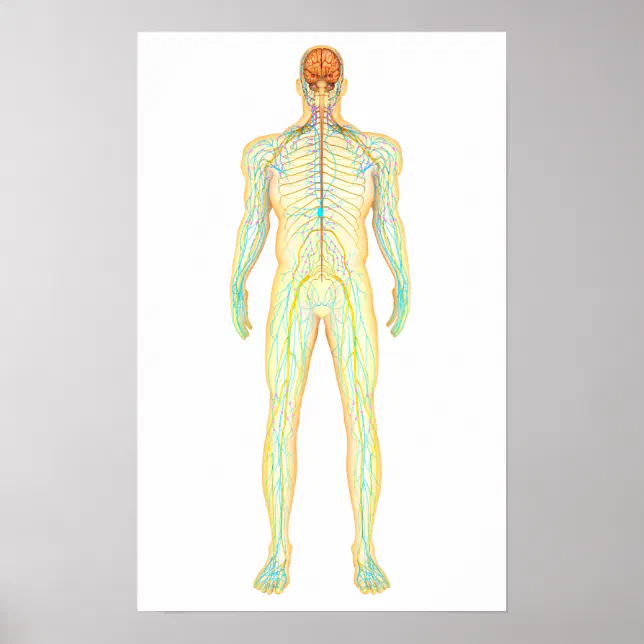 Anatomy Of Human Nervous And Lymphatic System Poster | Zazzle