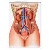Anatomy Of Human Organs (Front)