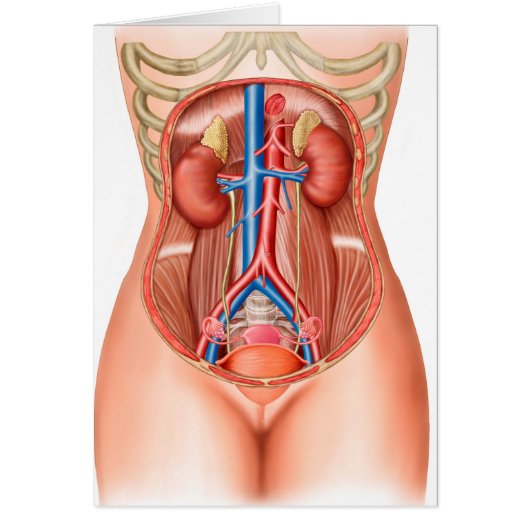 Anatomy Of Human Organs (Front)