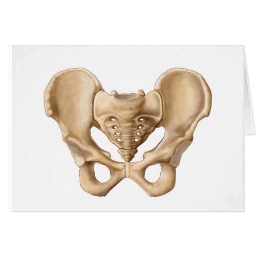 Anatomy Of Human Pelvic Bone 1