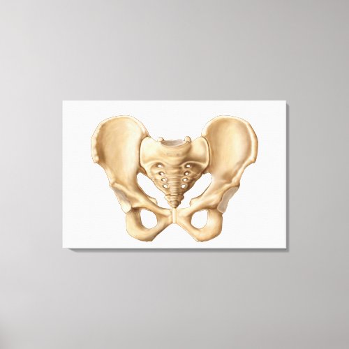 Anatomy Of Human Pelvic Bone 1 Canvas Print