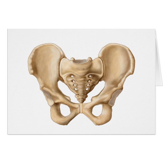Anatomy Of Human Pelvic Bone 1 Cards (Front Horizontal)