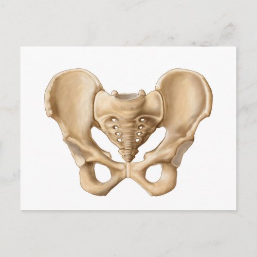 Anatomy Of Human Pelvic Bone 1 Postcard