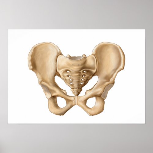 Anatomy Of Human Pelvic Bone 1 Poster