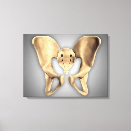 Anatomy Of Human Pelvic Bone 2 Canvas Print