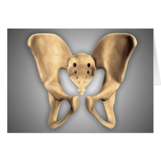 Anatomy Of Human Pelvic Bone 2 Cards (Front Horizontal)
