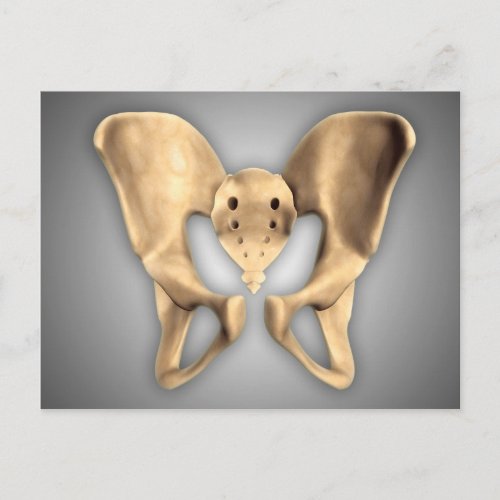 Anatomy Of Human Pelvic Bone 2 Postcard