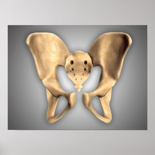 Anatomy Of Human Pelvic Bone 2 Poster