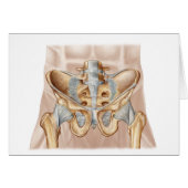 Anatomy Of Human Pelvic Bone And Ligaments (Front Horizontal)