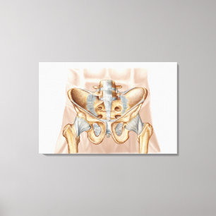 Anatomy Of Human Pelvic Bone And Ligaments Canvas Print