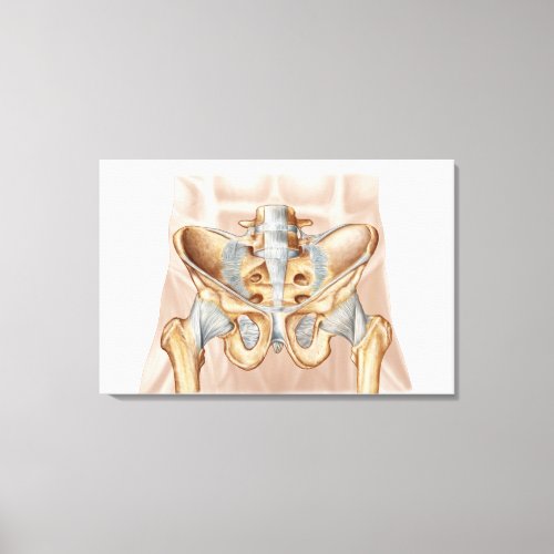 Anatomy Of Human Pelvic Bone And Ligaments Canvas Print