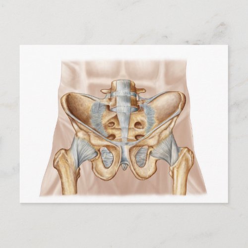 Anatomy Of Human Pelvic Bone And Ligaments Postcard