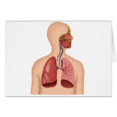 Anatomy Of Human Respiratory System (Front Horizontal)