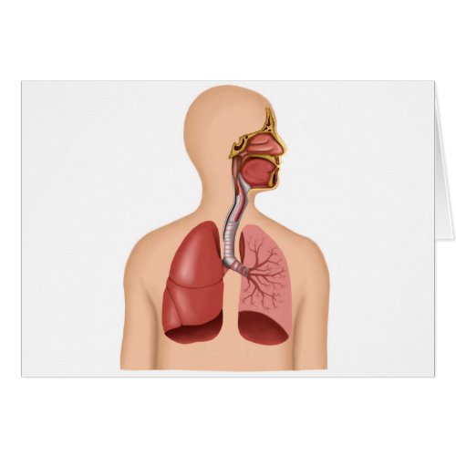 Anatomy Of Human Respiratory System