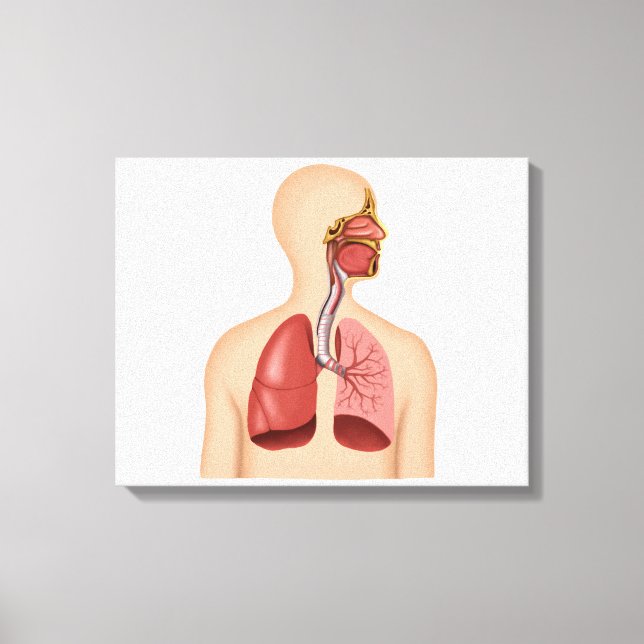 Anatomy Of Human Respiratory System Canvas Print (Front)