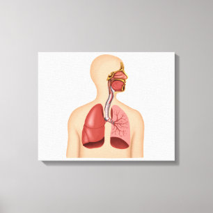 Anatomy Of Human Respiratory System Canvas Print