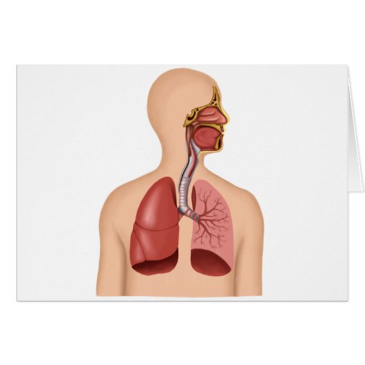 Anatomy Of Human Respiratory System Cards (Front Horizontal)