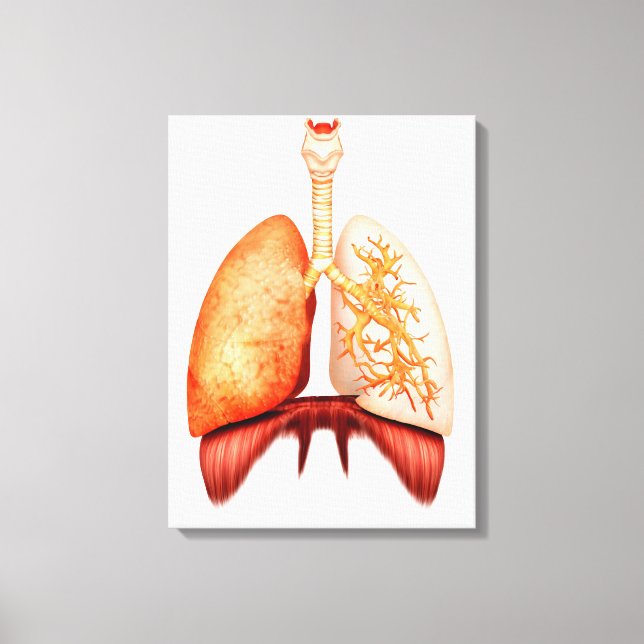 Anatomy Of Human Respiratory System, Front View Canvas Print (Front)