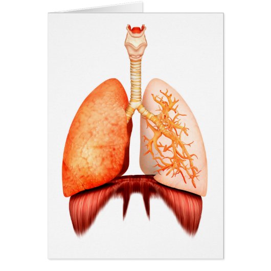 Anatomy Of Human Respiratory System, Front View Cards (Front)