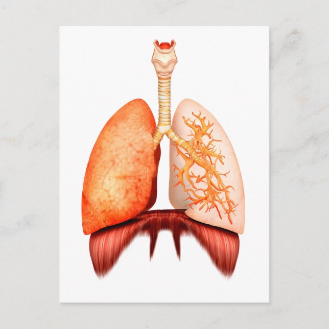 Anatomy Of Human Respiratory System, Front View Postcard (Front)