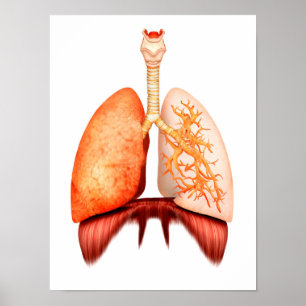 Anatomy Of Human Respiratory System, Front View Poster