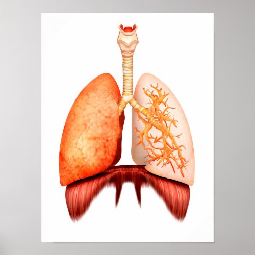 Anatomy Of Human Respiratory System Front View Poster