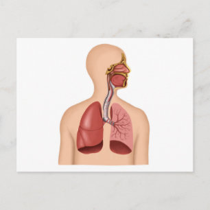 Anatomy Of Human Respiratory System Postcard