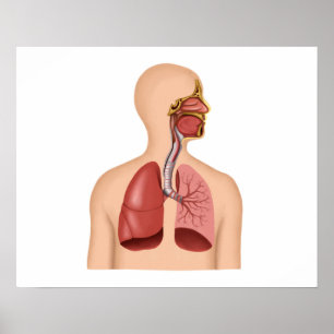 Anatomy Of Human Respiratory System Poster