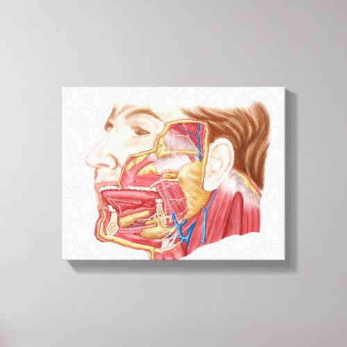 Anatomy Of Human Salivary Glands Canvas Print