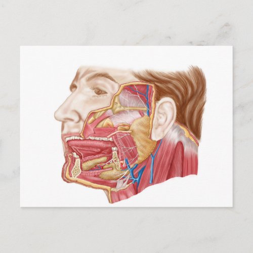 Anatomy Of Human Salivary Glands Postcard