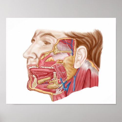 Anatomy Of Human Salivary Glands Poster