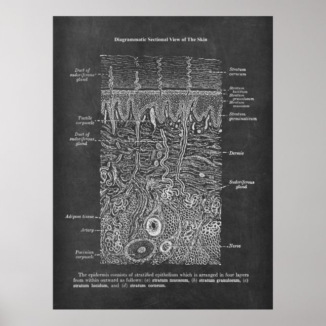 Anatomy of Human Skin Dermatologist gift Poster (Front)