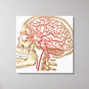 Anatomy Of Human Skull, Eyeball And Arteries Canvas Print