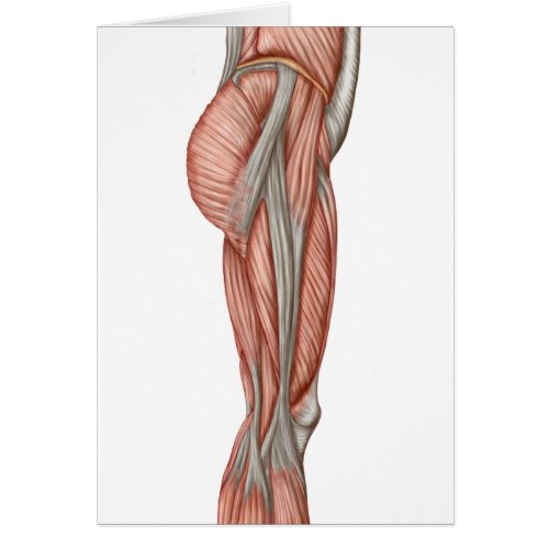 Anatomy Of Human Thigh Muscles Anterior View